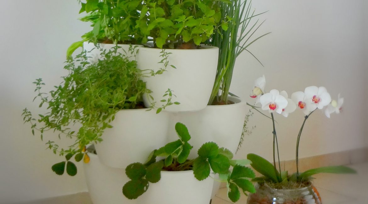 Horta em Apartamento Horta em Apartamento