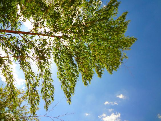 Dicas de Plantas de Sol Dicas de Plantas de Sol