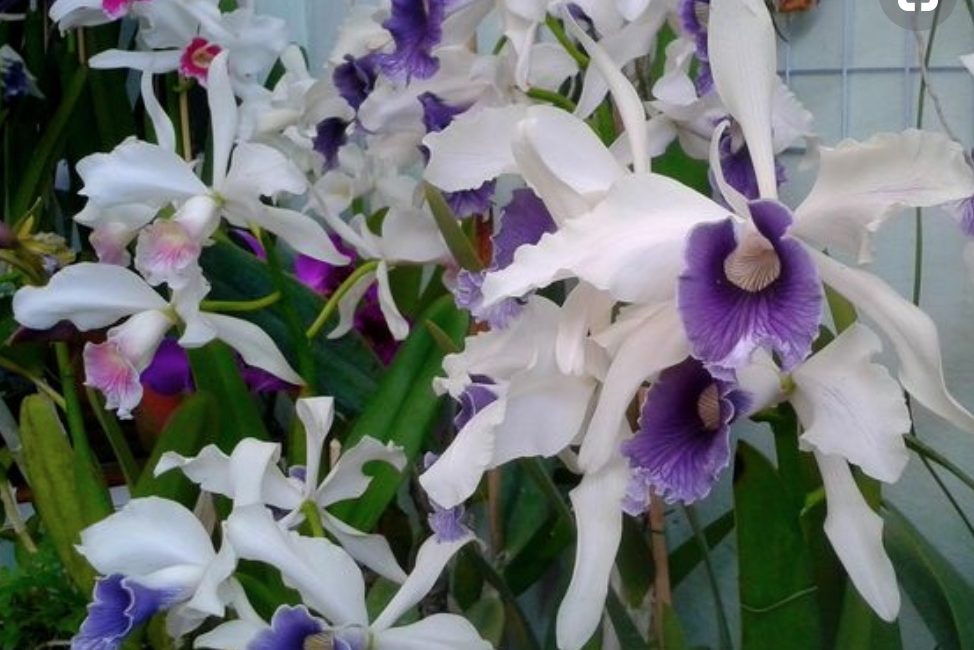 Cuidados com as Orquídeas Cuidados com as Orquídeas
