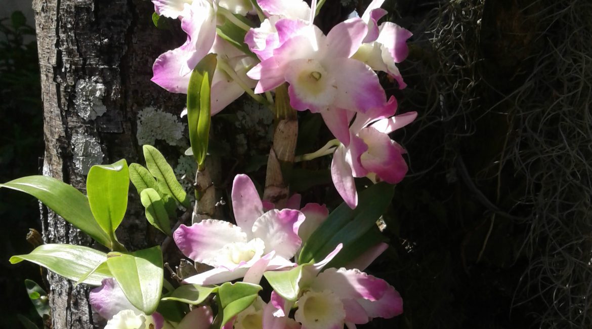 Identificação de Orquídeas – Espécies Mais Populares Identificação de Orquídeas – Espécies Mais Populares