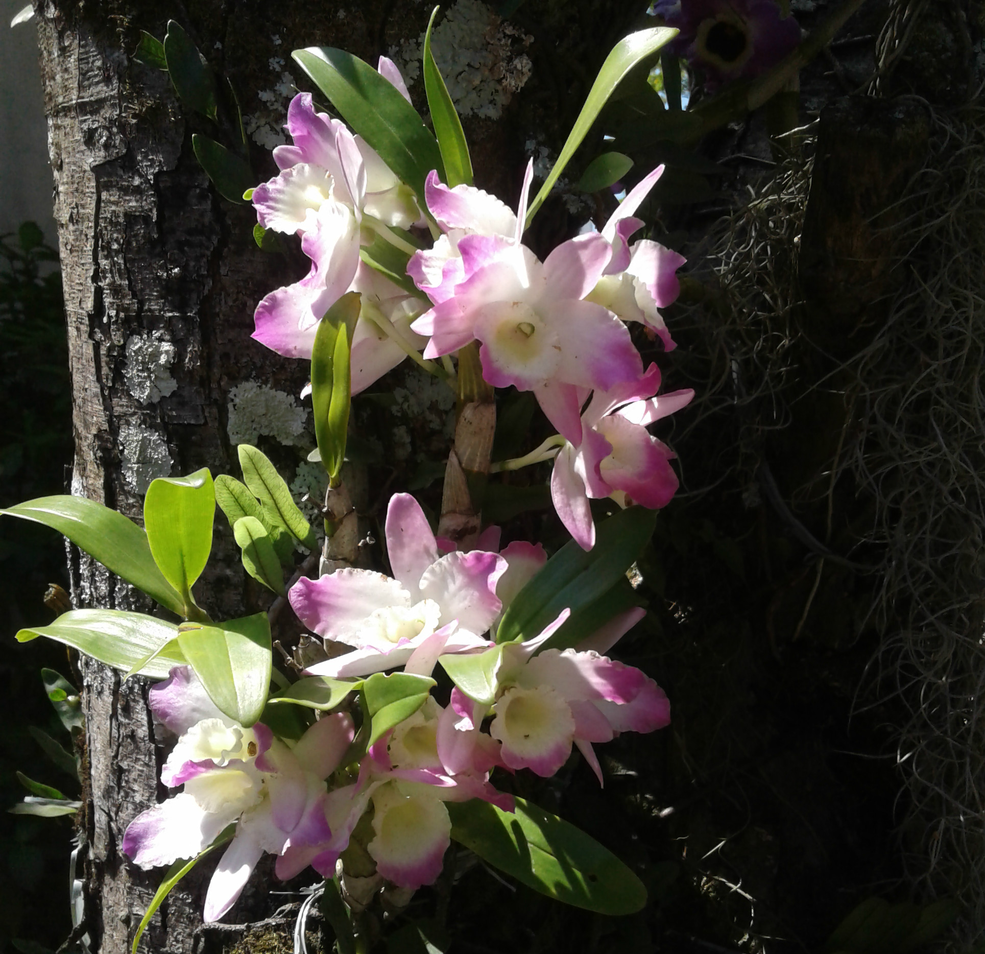 Cuidados com as Orquídeas – Trama Paisagismo