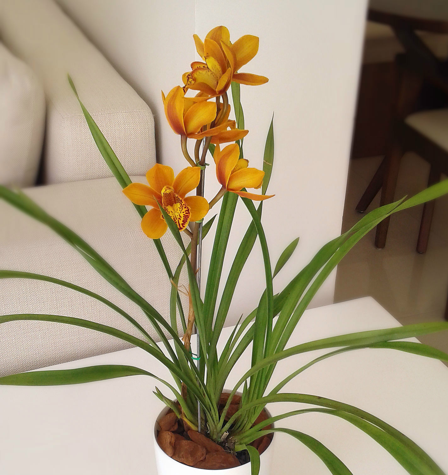Cuidados com as Orquídeas – Trama Paisagismo