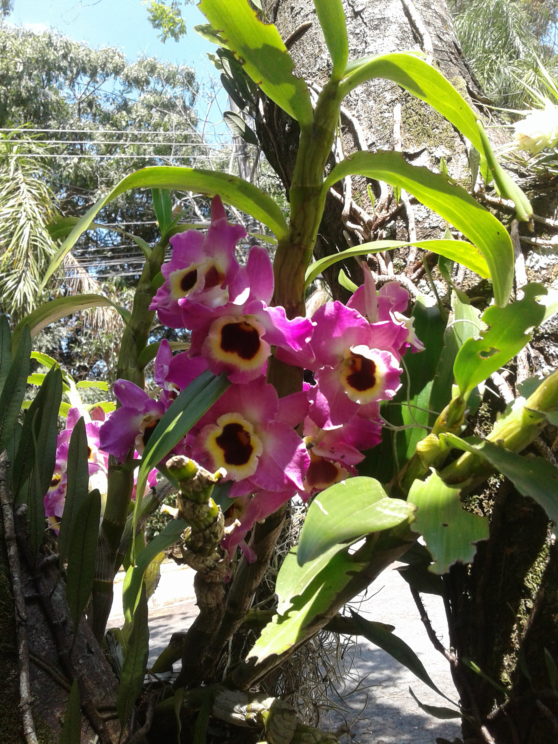 Identificação de Orquídeas – Espécies Mais Populares – Trama Paisagismo