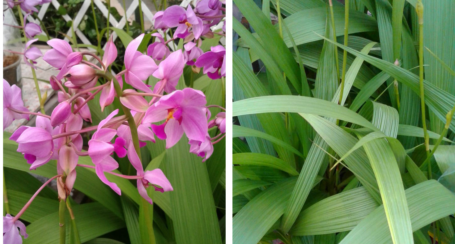 Identificação de Orquídeas – Espécies Mais Populares – Trama Paisagismo