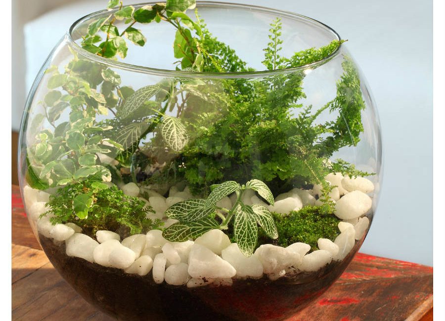 Terrários Fechados, Terrários Abertos e Arranjos de Suculentas Terrários Fechados, Terrários Abertos e Arranjos de Suculentas