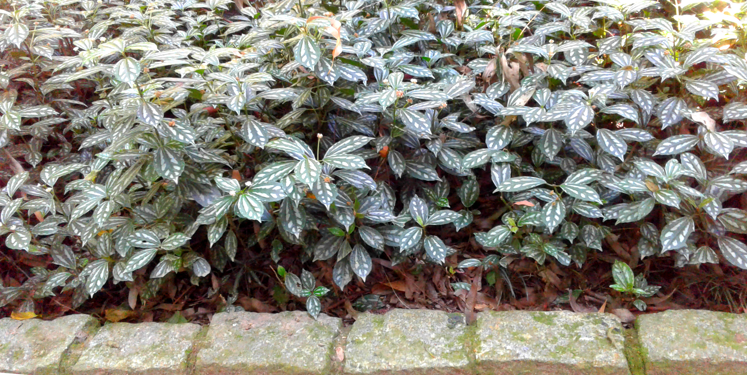 Découvrir 48 Kuva Plantas Para Forração De Jardim Vn