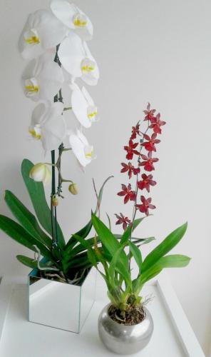orquideas-duplinha